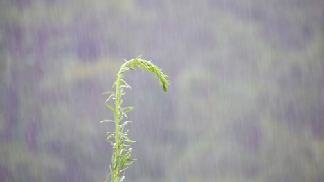 plant blowing in the wind