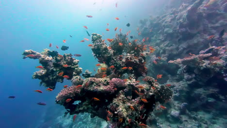 Schwarm-Gelber-Tropischer-Fische-Im-Wasser-Vor-Der-Küste-Ägyptens