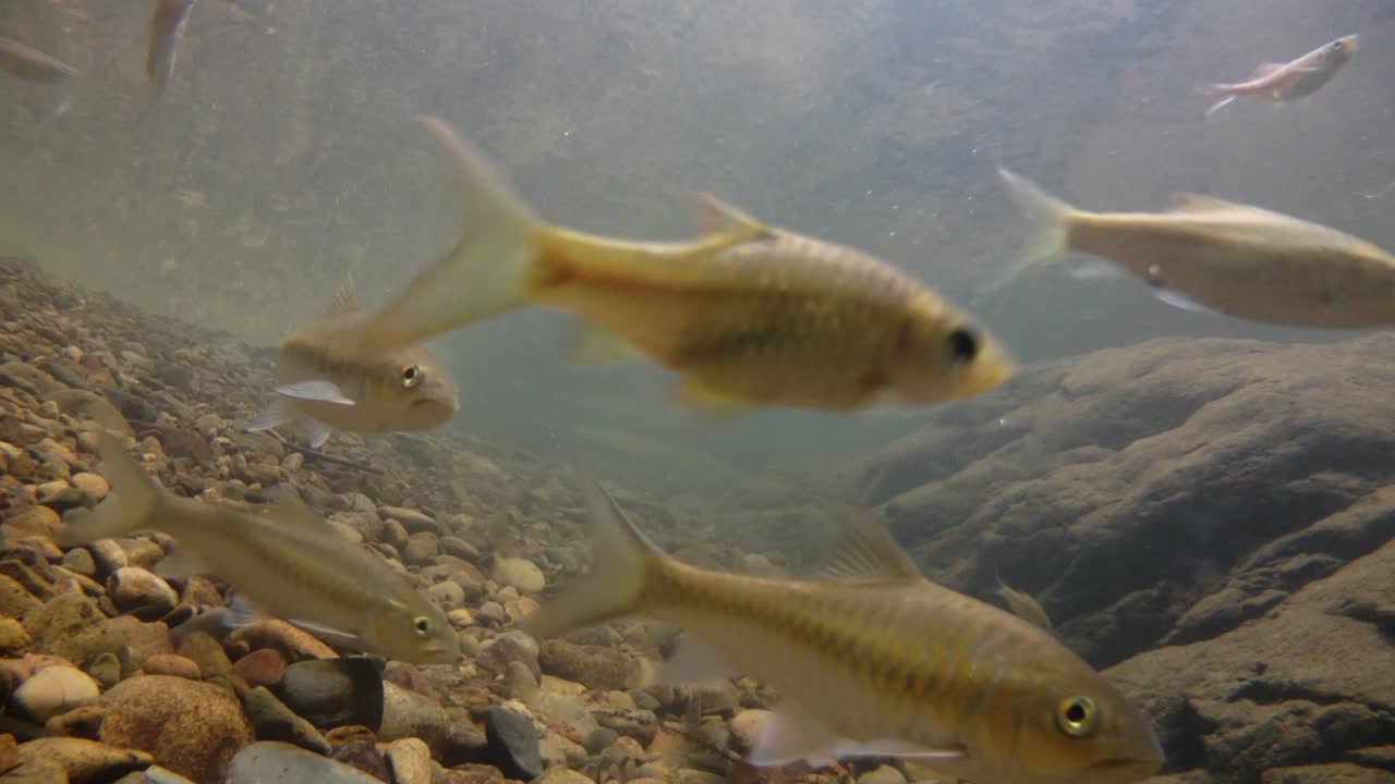 kaeng krachan 국립 공원은 많은 환상적인 야생 동물의 서식지이며 개울은 동물이 마시고 물고기가 헤엄칠 수 있는 신선한 물의 생명원입니다.
