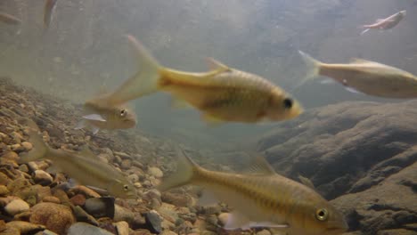 el parque nacional kaeng krachan es el hogar de muchos animales salvajes fantásticos y los arroyos son una fuente de vida de agua dulce para que los animales beban y los peces naden.