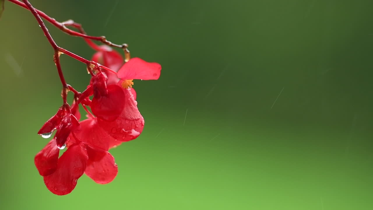 Rotes Fleißiges Lieschen auf grünem Hintergrund im Regen, rote Balkonblumen, Hintergrund unscharf, Regentropfen fallen auf Blütenblätter und spritzen ringsum, isoliert.