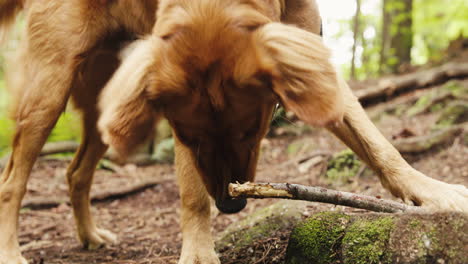 golden retriever puppy chewing a stick in a forest trail