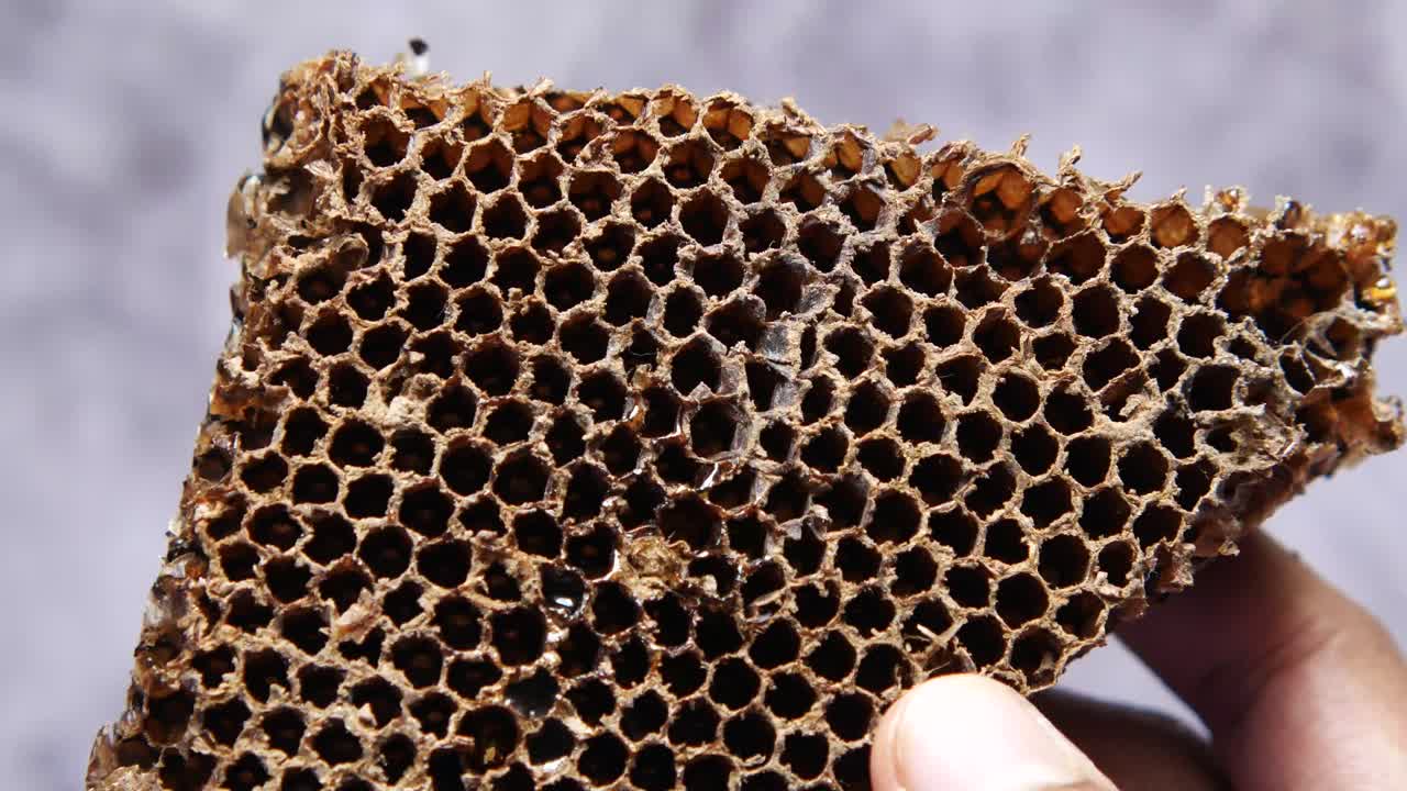 primer plano de un panal de miel