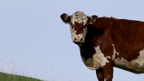 hereford cattle roam a grassy hillside under clear skies in kinloch, new zealand. natural lighting highlights their distinctive markings
