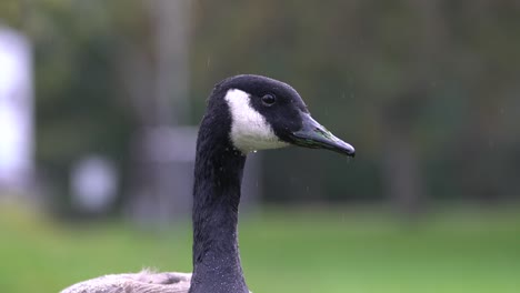 close-up of goose face then stands up alert and ready for action in city park