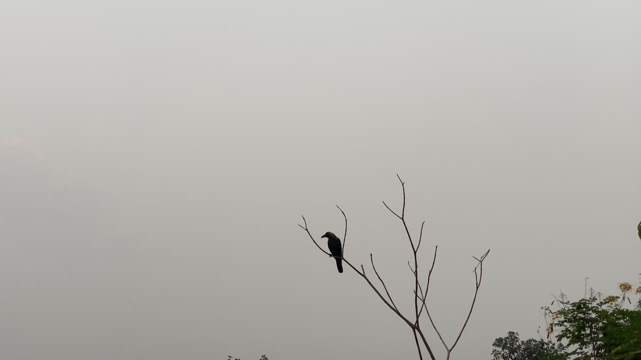 맑고 푸른 하늘을 배경으로 날아가는 새들이 있는 벌거벗은 나무꼭대기
