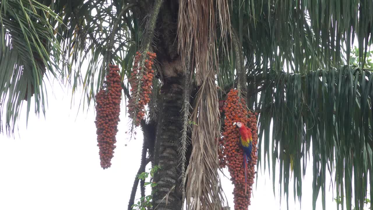 스칼렛 마코는 코스타리카의 열대 우림에서 야자 열매를 먹습니다.