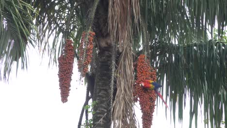una guacamaya roja se alimenta de frutos de palma en la selva tropical de costa rica