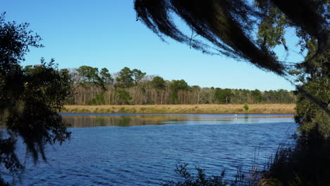 A-great-egret-bird,-or-Ardea-alba,-flies-over-a-tidal-river-in-the-Donnelly-Wildlife-Management-Area,-Green-Pond,-South-Carolina