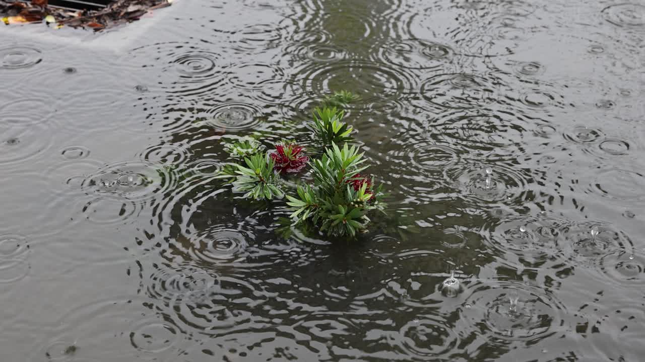 plantas se ahogan durante una intensa inundación en san bernardino, california, con el agua drenando en un desbordamiento mientras llueve 60 fps.