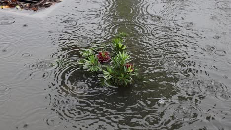 Plantas-Ahogadas-Durante-Una-Intensa-Inundación-En-San-Bernardino,-California,-Con-Agua-Drenando-Hacia-Un-Desbordamiento-Mientras-Llueve-A-60-Fps.