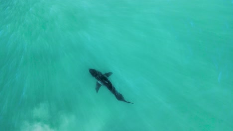 Great-white-shark-swims-in-sandy-shallows-at-surface-of-water-as-light-rays-stream-over-mystically,-aerial