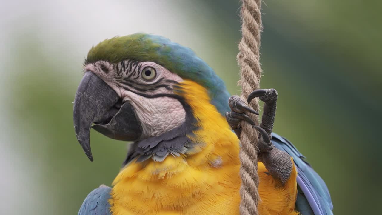 captura de cámara lenta de un guacamayo azul y amarillo colgando de una cuerda y mirando alrededor