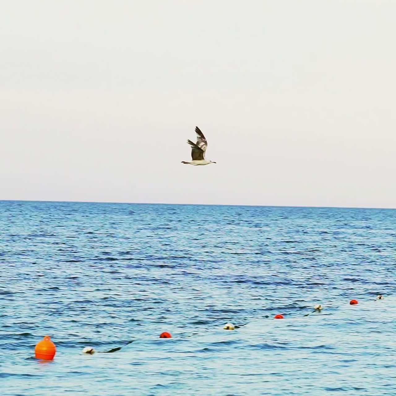 하늘에서 날아다니는 아름다운 바다표범