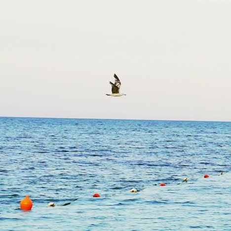 beautiful seagull flying in the sky