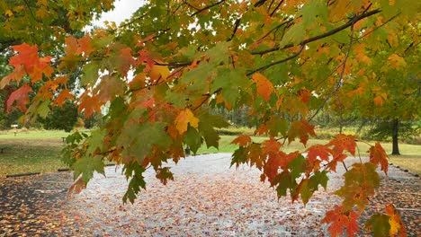 the beautiful fall leaves waving in the breeze on a fall day