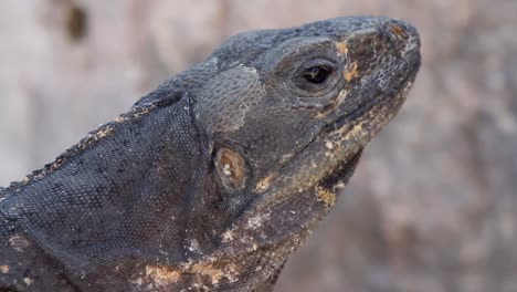 iguana 12