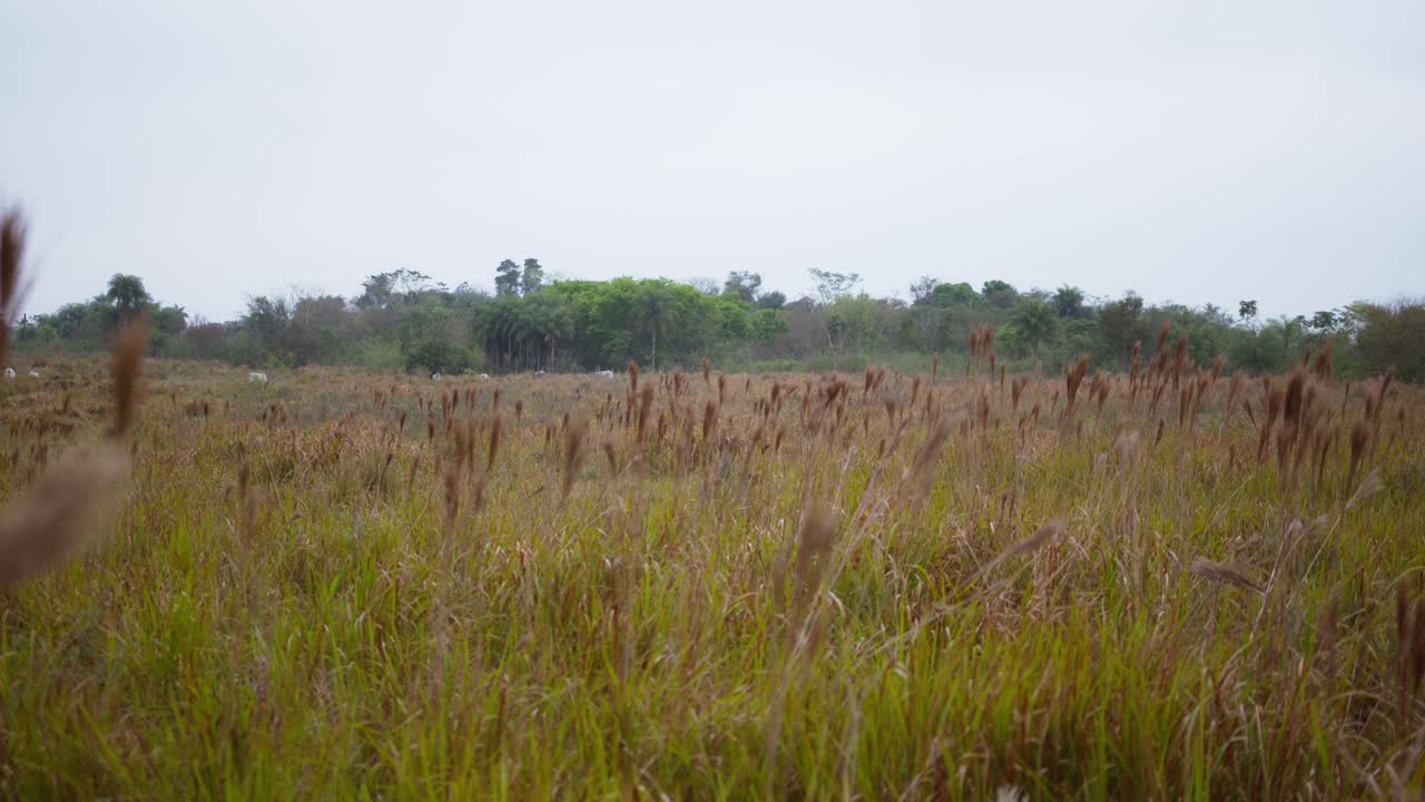 Broomsedge (Andropogon virginicus) is a perennial grass that is native to the East coast of the United States but is becoming invasive in areas like California and Hawaii. Its seeds are fluffy tufts