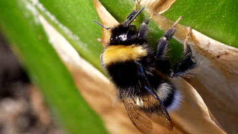 Hummel-Oder-Bombus-Sitzt-Auf-Blatt