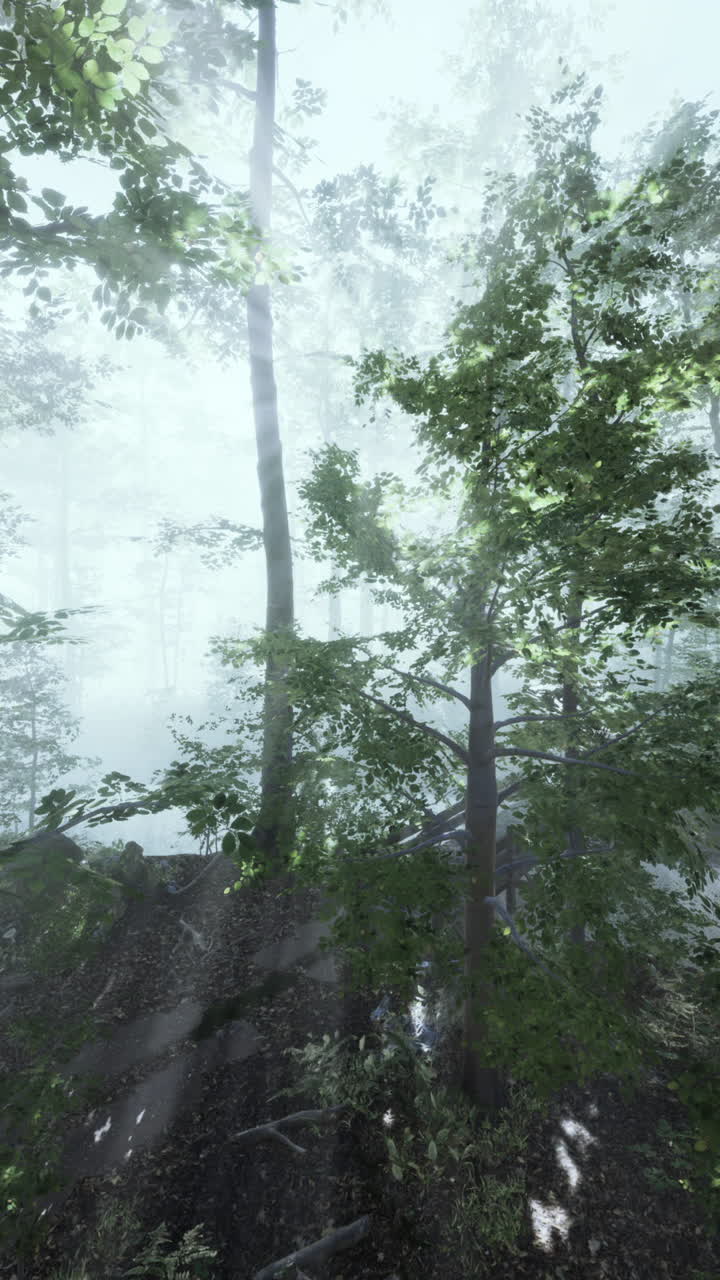 안개 숲 속 의 빛