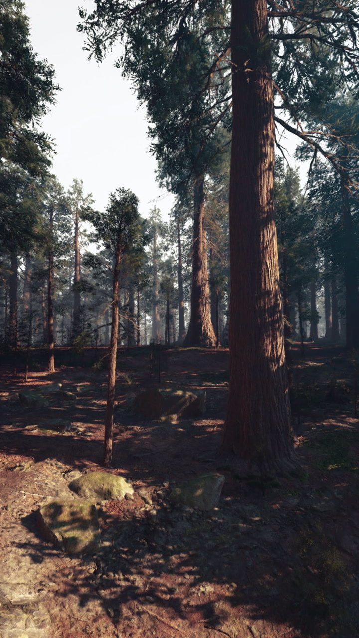 Biologists investigate shaded forests with layered trees and subtle light