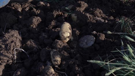 close-up of hands digging through soil to collect ripe potatoes