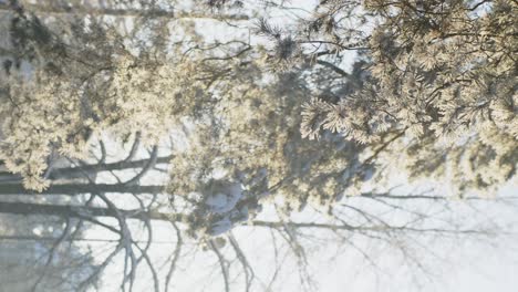 Vertical-shot-of-snow-covered-spruce-branch,-morning-sunshine,-handheld