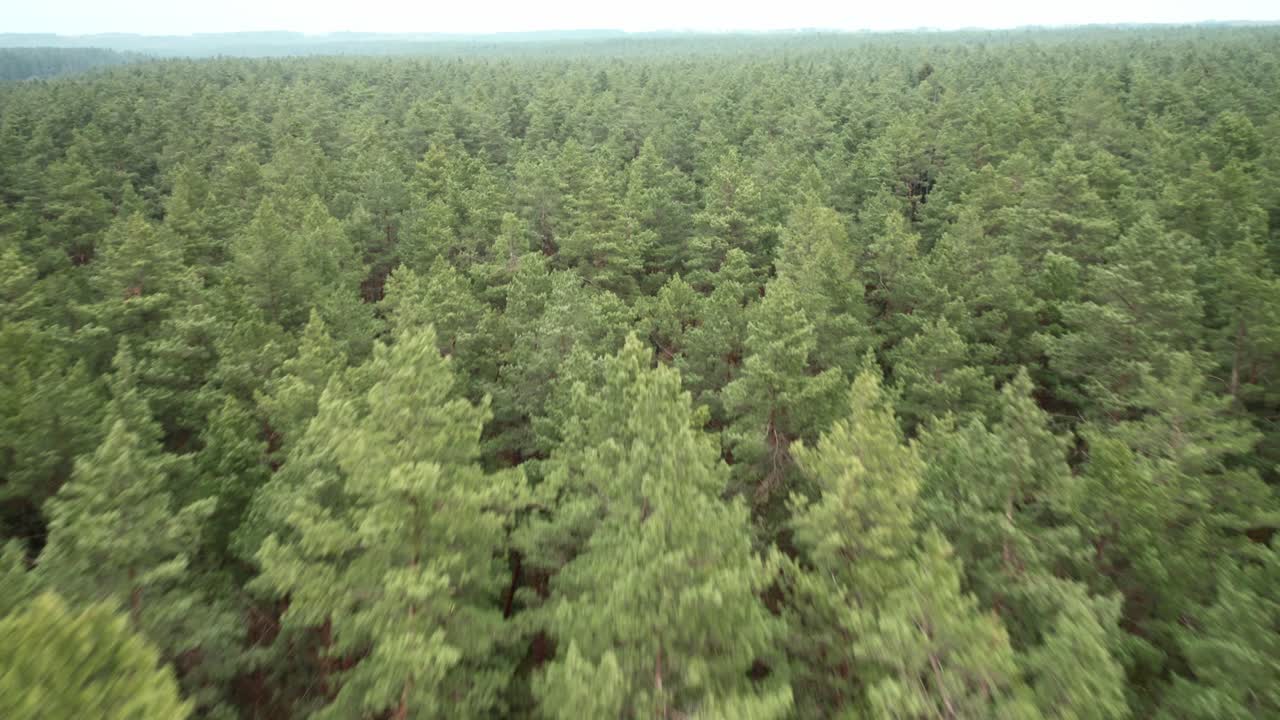 aéreo: volando muy rápido sobre un vasto bosque de pinos