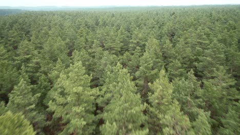 Aéreo:-Volando-Muy-Rápido-Sobre-Un-Vasto-Bosque-De-Pinos