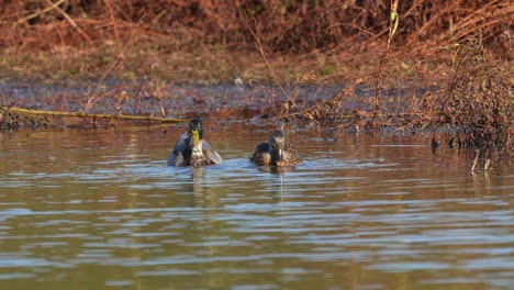 a male and female mallard getting breakfast in a shallow pond in the morning light.