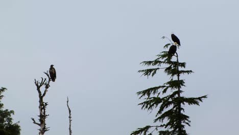 two adult bald eagles and a juvenile bald eagle resting on top of the trees in sitka, alaska