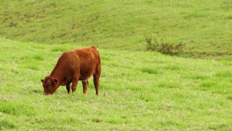 a solitary brown cow grazes peacefully in a lush, green pasture under a clear sky.