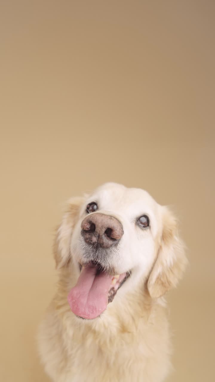 Portrait of a Happy Golden Retriever