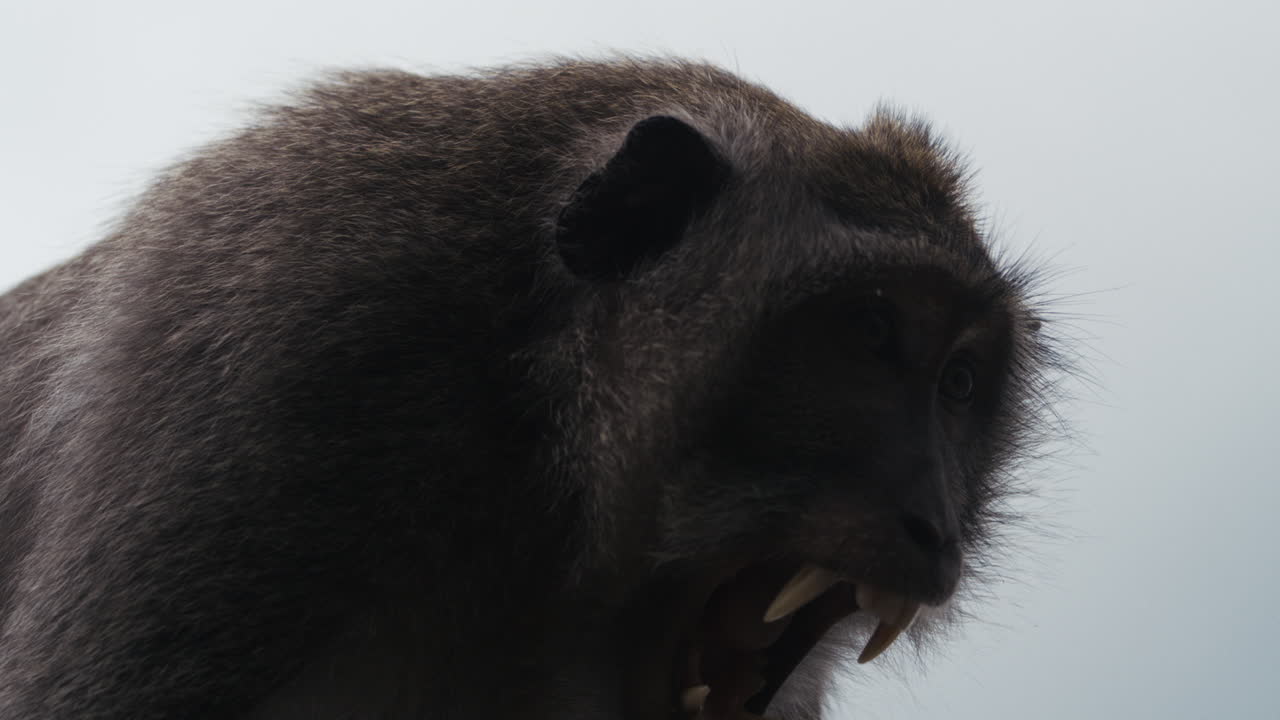 Slow motion monkey with dark fur framed against bright sky background