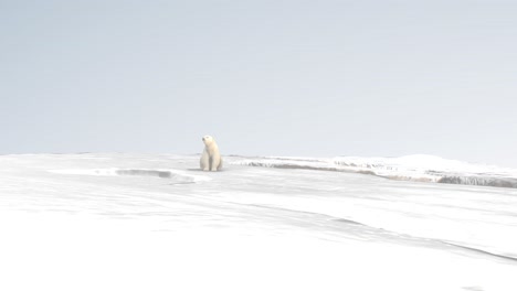 polar bear on ice