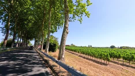 tree-lined road beside vineyard in bordeaux, france