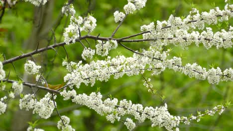 yellow warbler bird skipping on branches among white spring flowers