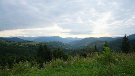 breathtaking and beautiful view of flower meadow breathtaking and beautiful view of flower meadow
