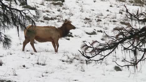 an elk standing on a snowy carpet of foliage at boise national forest, idaho, united states - static shot