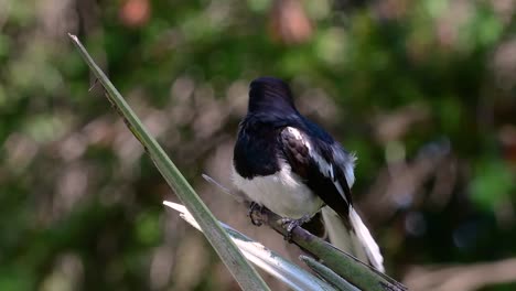 Das-Orientalische-Elsternrotkehlchen-Ist-Ein-In-Thailand-Sehr-Verbreiteter-Sperlingsvogel,-In-Dem-Er-überall-Zu-Sehen-Ist