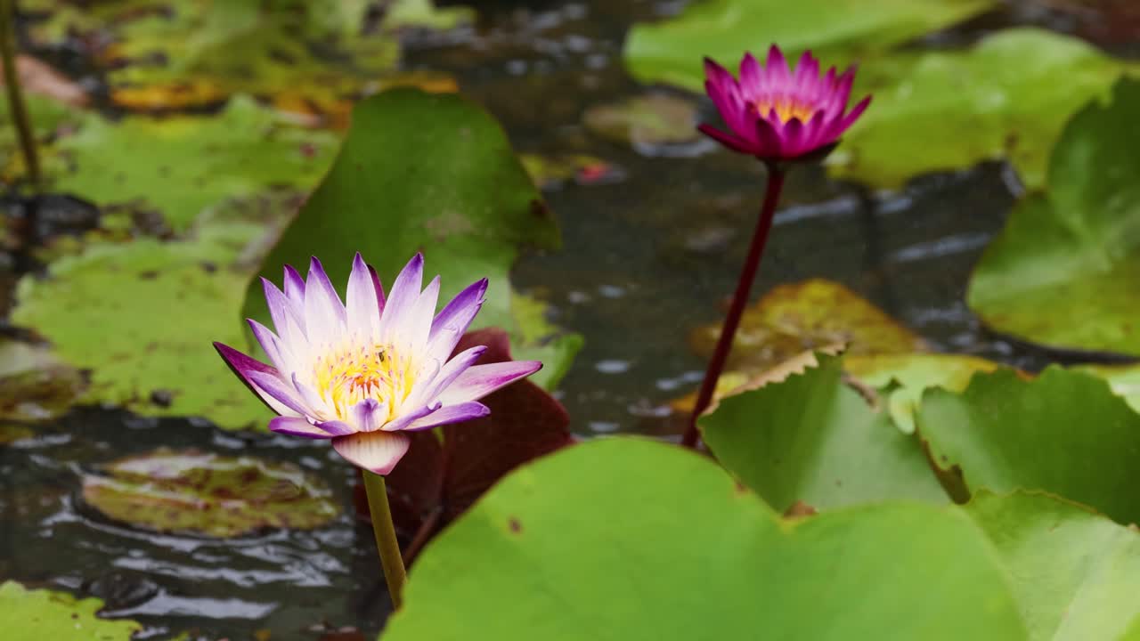 vibrantes flores de loto florecen en un entorno sereno de estanque, rodeados de exuberantes hojas verdes bajo la luz natural del día