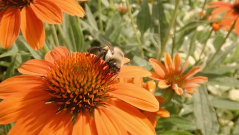 bee sits on orange helenium flower pollenating during spring time in an illinois garden