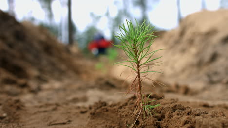 Man planting small pine seedlings in ground. Young sprouts of pine in forest