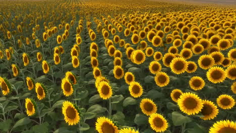 un vasto campo de girasoles