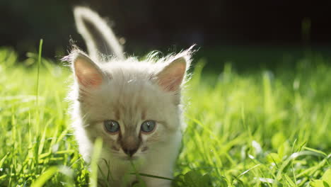 close-up view of a kitty cat walking on the green grass in the park on a sunny day