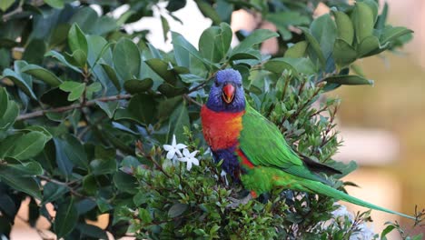 vibrant parrot interacts with flowering bush