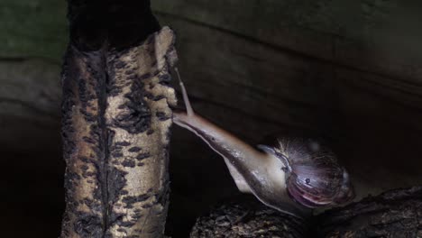 african giant snail crawling in a terrarium - achatina fulica