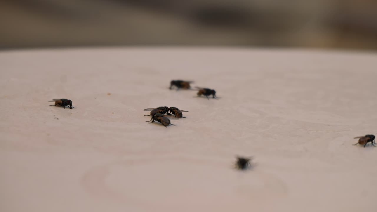 Flies gather on the table, attracted by sweet and tasty spills and forgotten crumbs, creating a messy summer scene.
