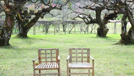 time-lapse of benches appearing under blooming trees