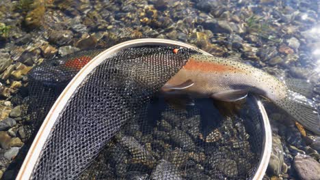 rainbow trout fish inside the net lies on the rocky shallow river